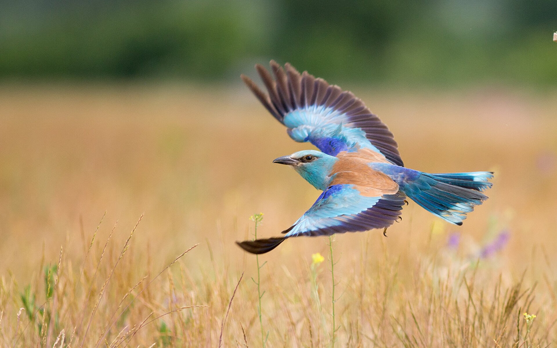 中国足球攻防转换节点图谱分析，中国足球攻防转换节点图谱分析