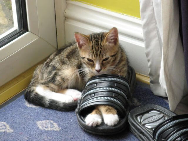 法甲VAR系统语义分析提高裁判判罚一致性研究,var技术足球