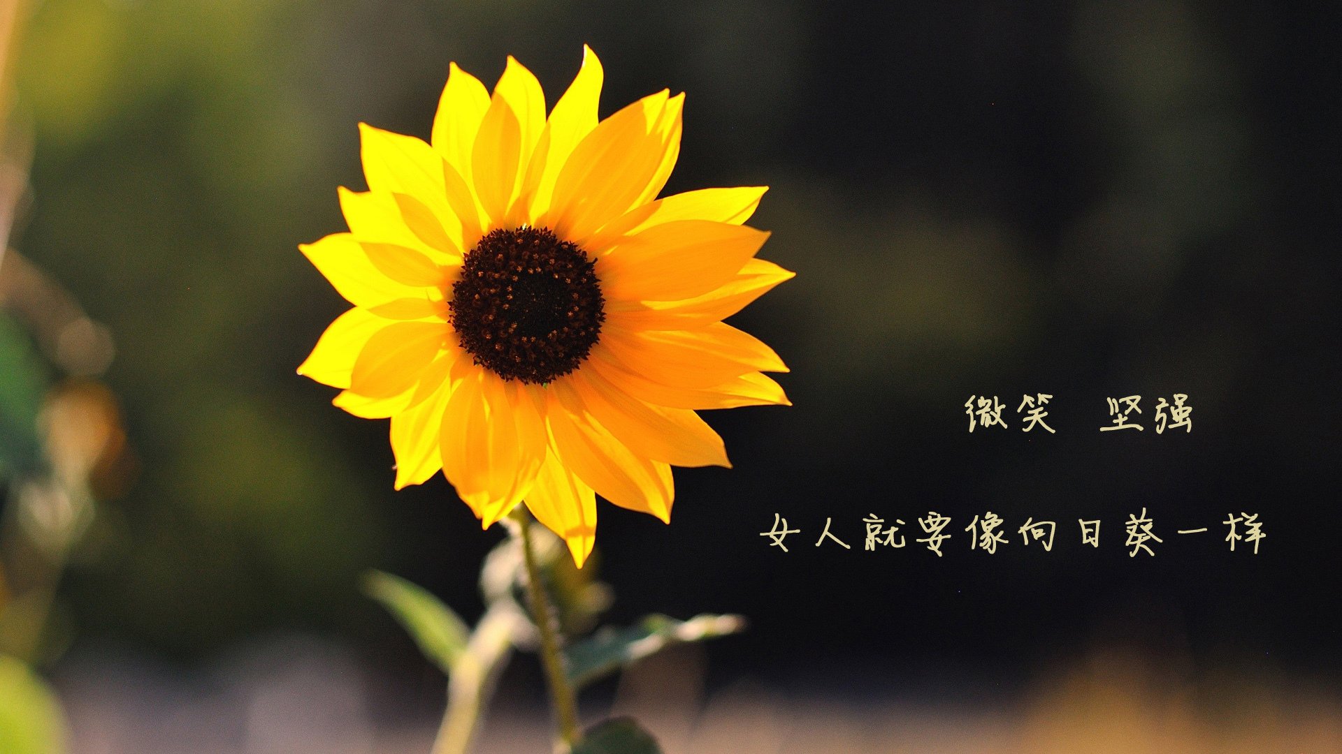 波兰队未来发展:如何通过多层次训练提升球员比赛的应变能力,波兰队实力分析