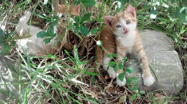 爱游戏体育下载-球员在不同节奏下是否存在体能消耗临界值，球员体能训练