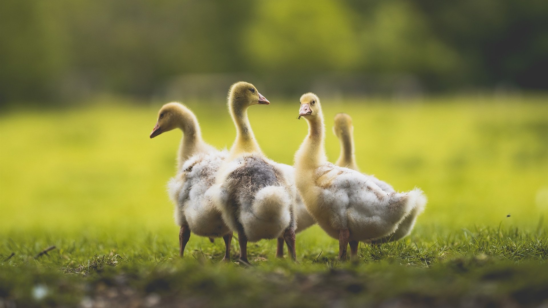 男子蛙泳实现小突破,男子蛙泳视频