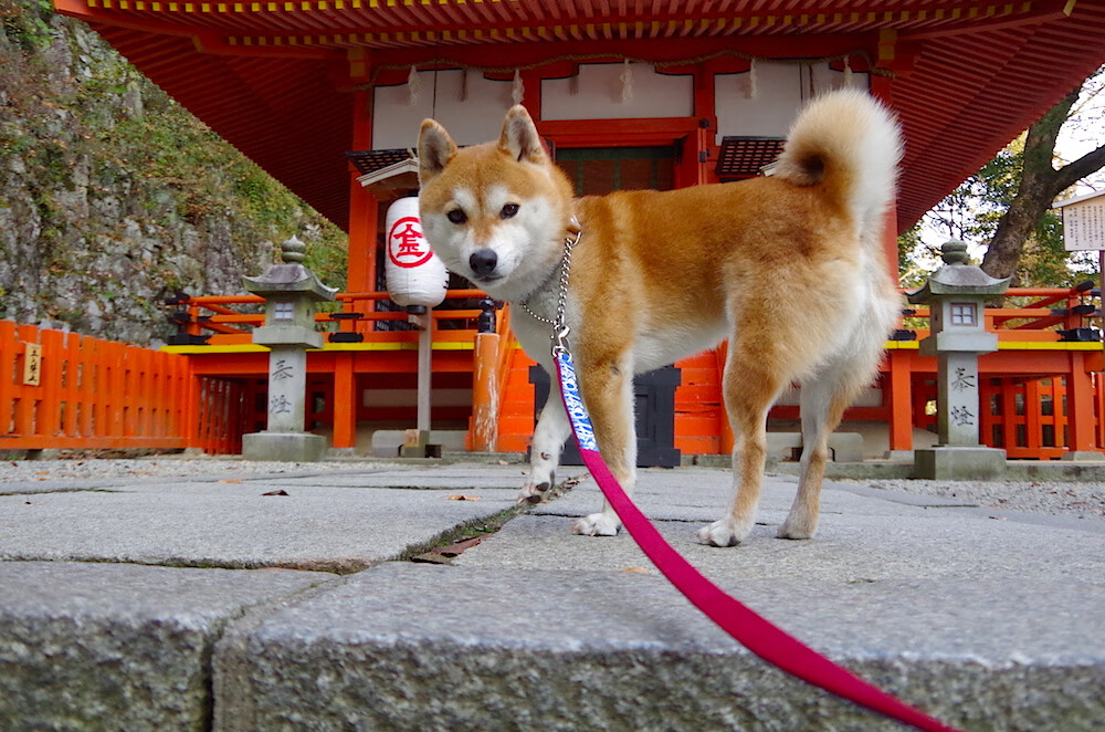 字母哥篮板抢夺积极展现统治力,字母哥篮板能力