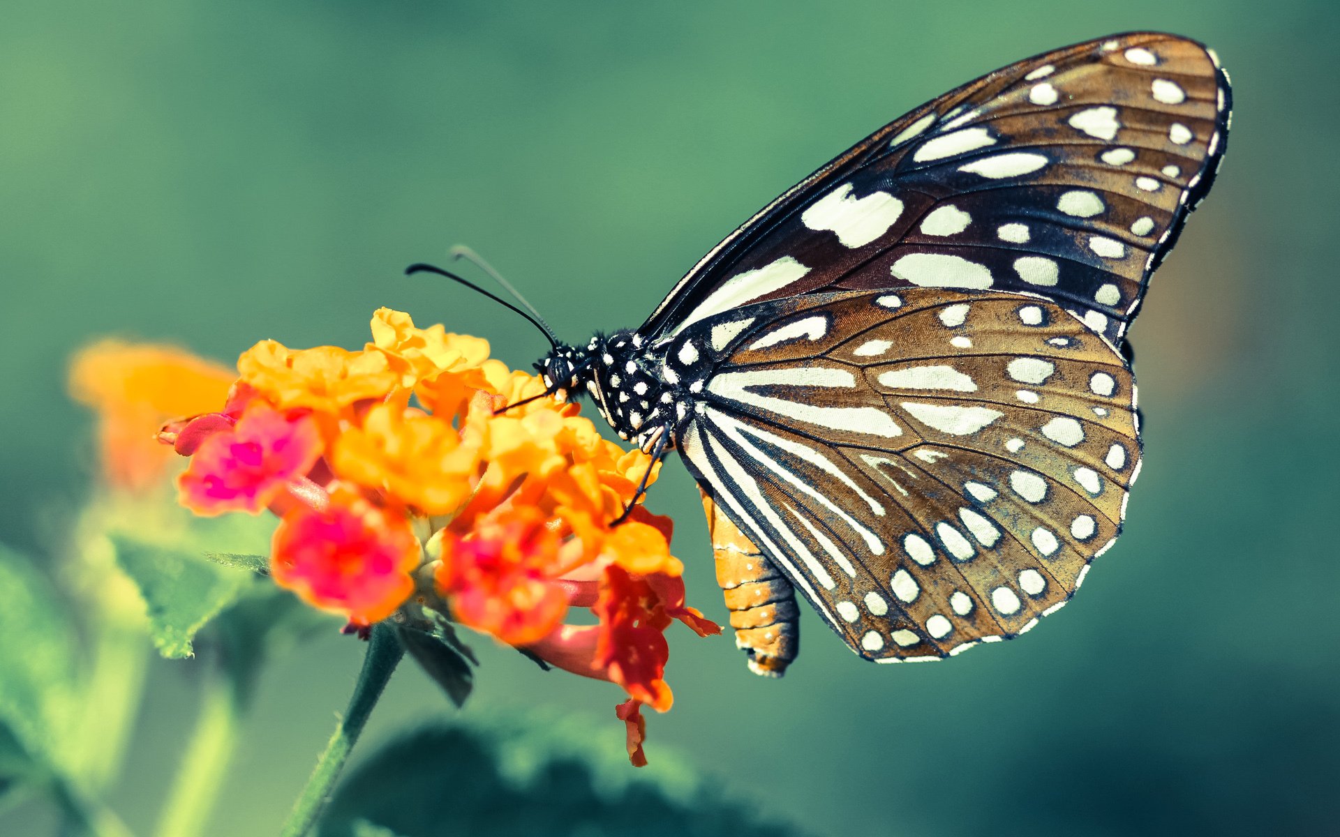 尼日尔男篮在非洲锦标赛中夺冠，推动当地体育发展