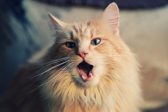 欧洲杯悬念迭起：战术变幻引爆观赛热情，欧洲杯比赛解析