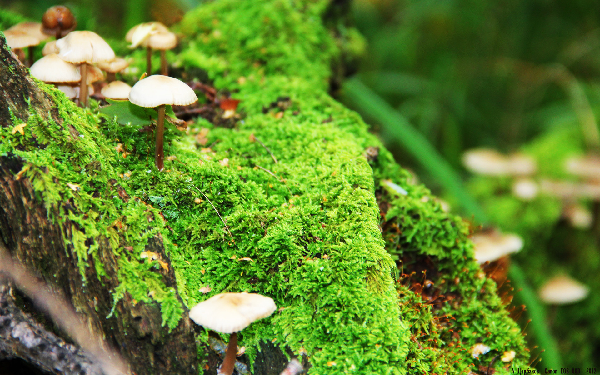 欧洲杯焦点战:同城德比点燃激情,欧洲杯德国赛程及比分