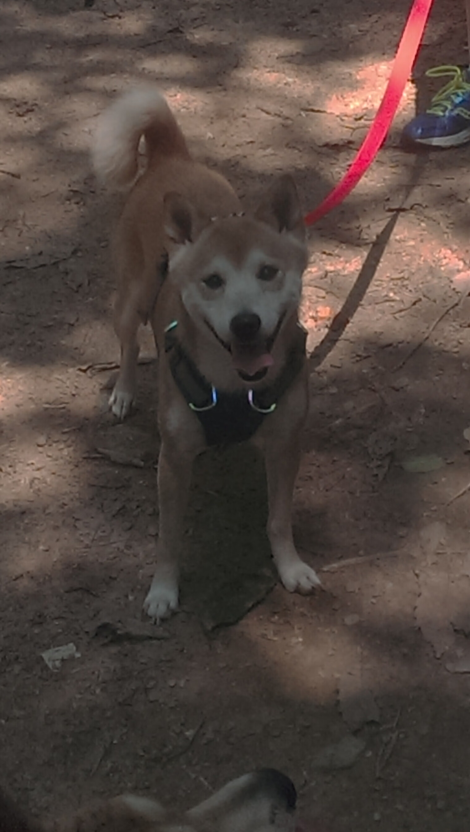 法甲新人闪耀:未来领军人物崛起!,法甲潜力球员