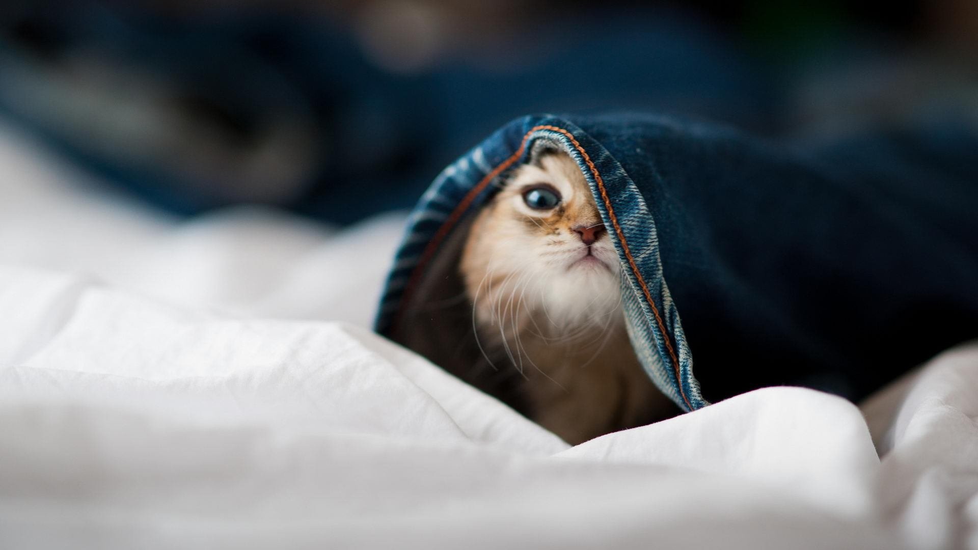 谷爱凌在比赛中展示空中控板能力，谷爱凌cctv