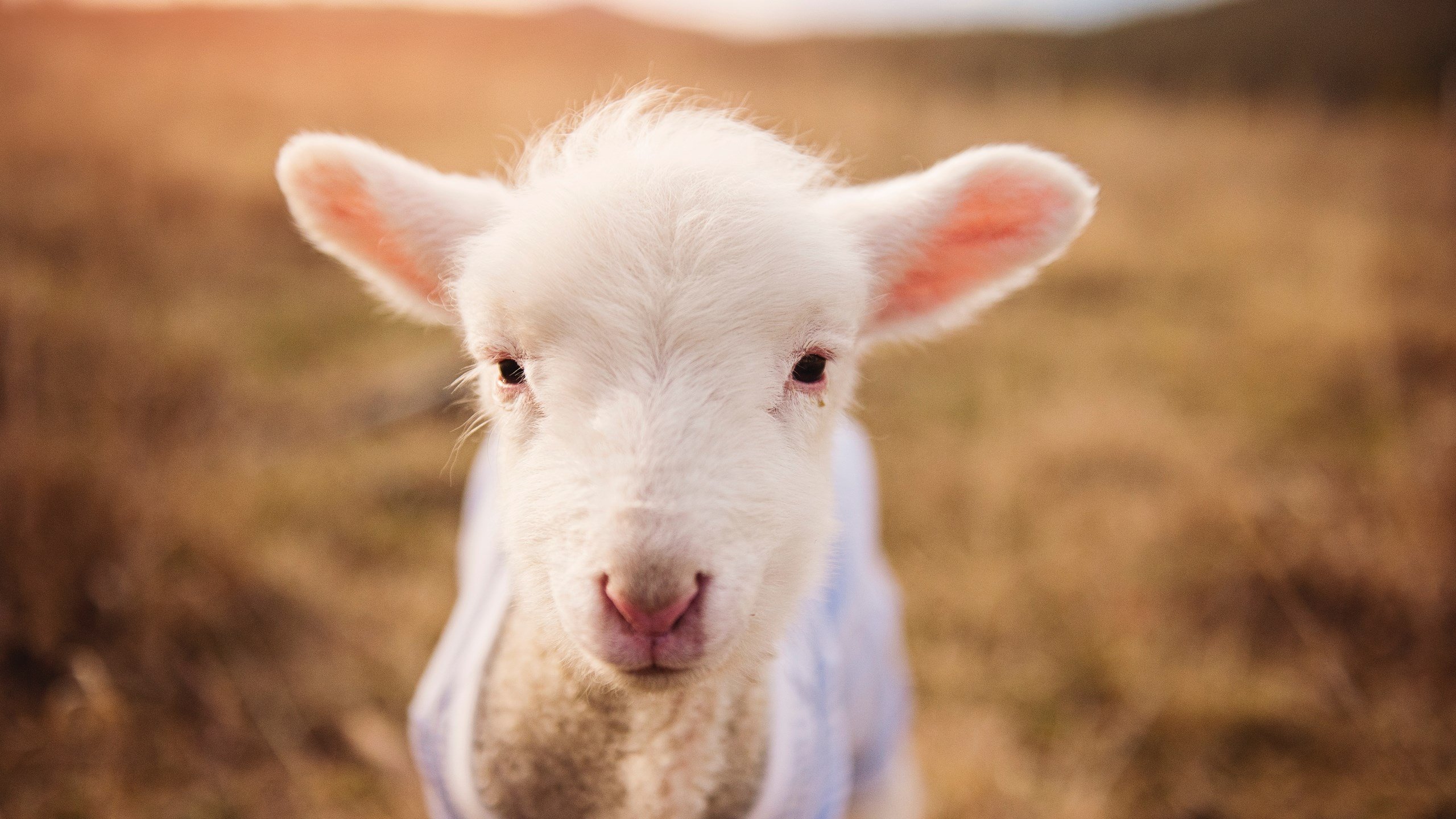 马尔尚决赛精彩瞬间成为焦点，勒马尔尚