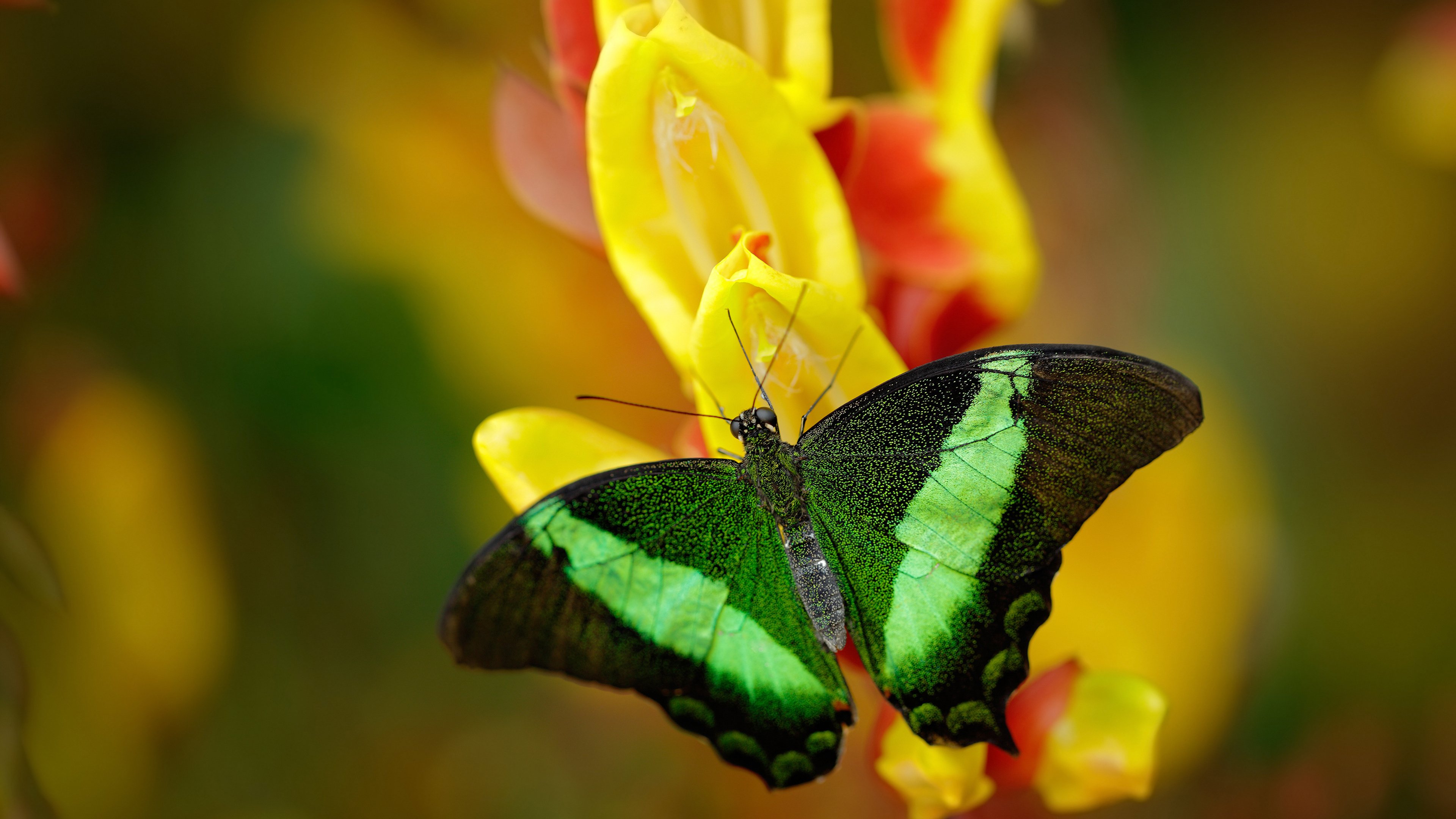 爱游戏体育官网-麦克沃伊50米蝶泳夺金时刻刷屏全网，麦克斯·沃克